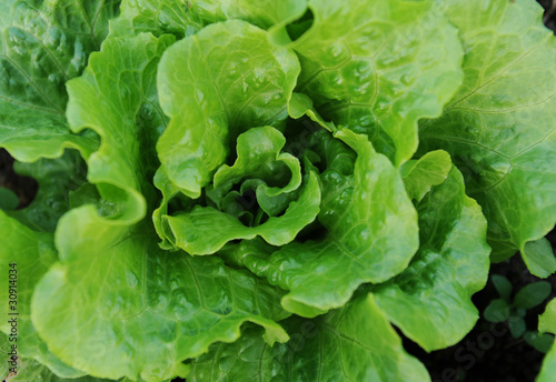 healthy lettuce growing in the soil .