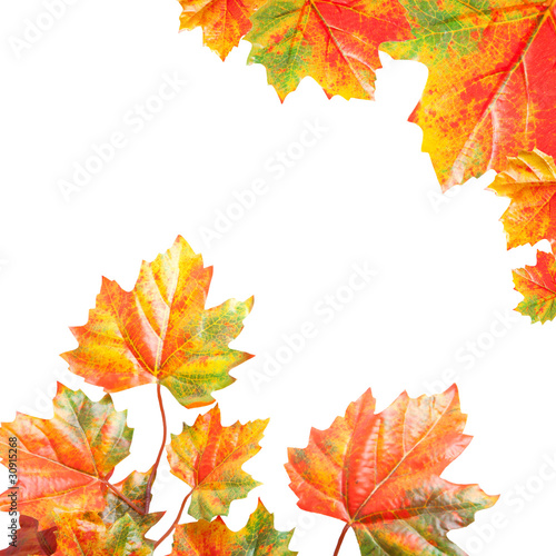 Fall  Leaves