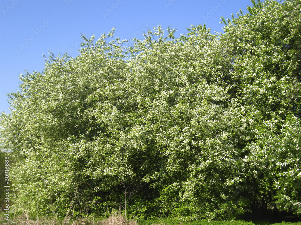 Fototapeta premium Bird cherry tree in blossom