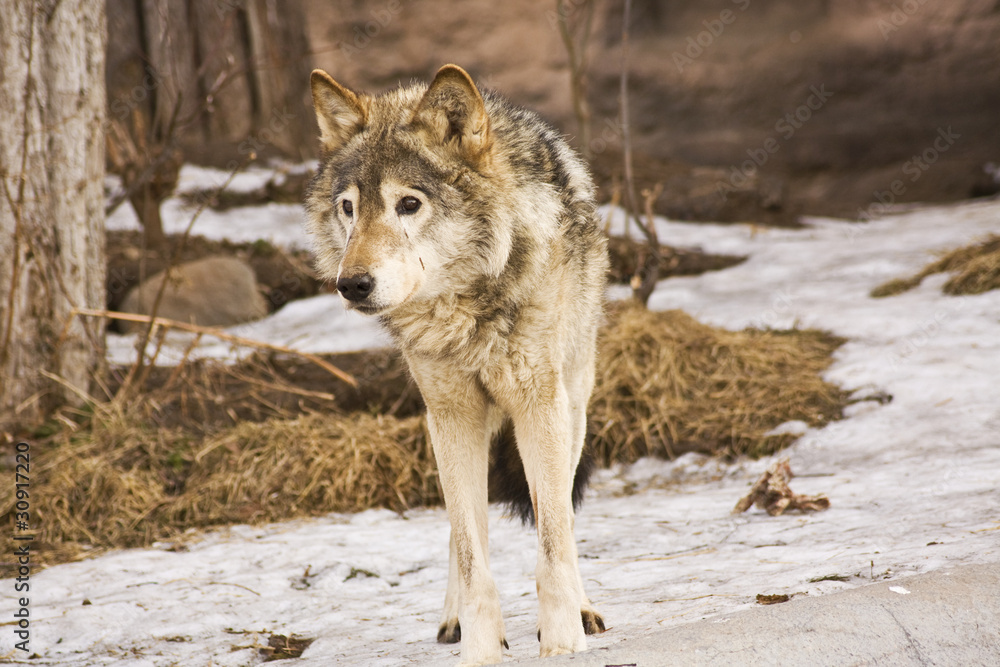 Fototapeta premium Wolf