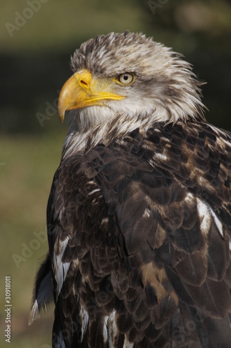 Halbw  chsiger Wei  kopfseeadler