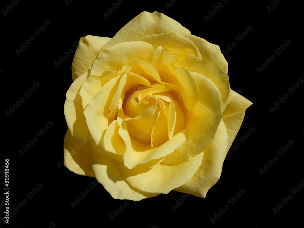 Obraz premium yellow rose isolated on black