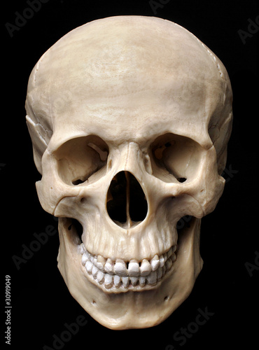 Human skull model