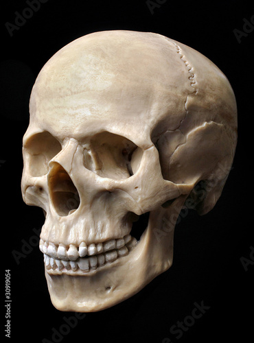 Human skull model