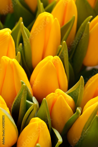 Fototapeta Naklejka Na Ścianę i Meble -  beautiful tulips