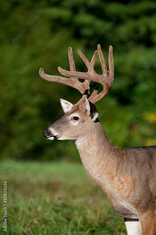 white-tailed deer buck with velvet antlers white-tailed deer buck with velvet antlers