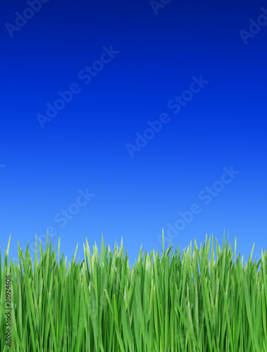 Green grass against the dark blue sky...
