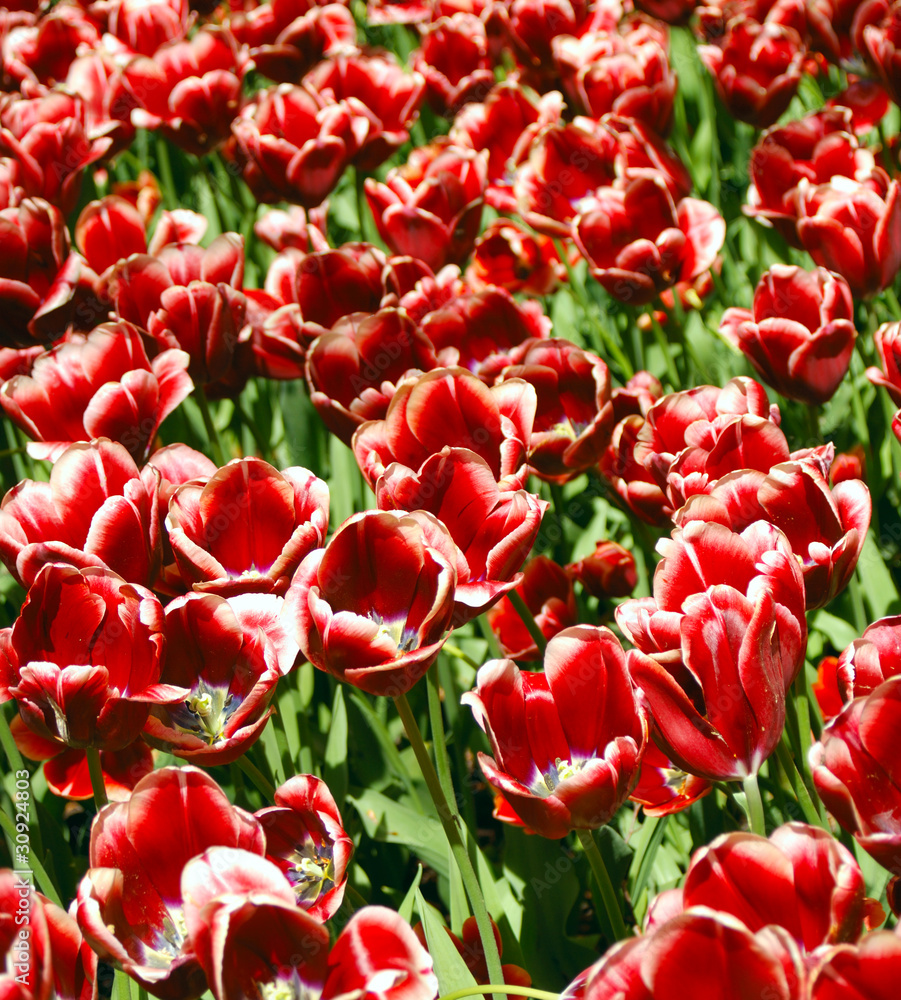 Tulips Tulips