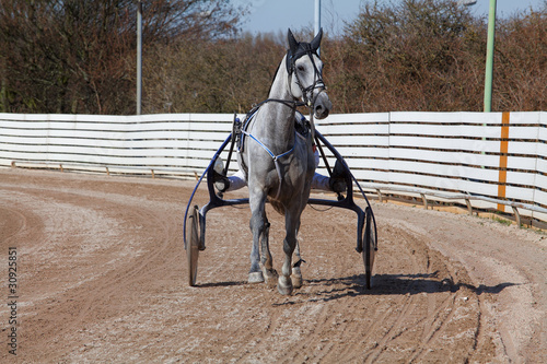 harnes racing. horse © EwaStudio