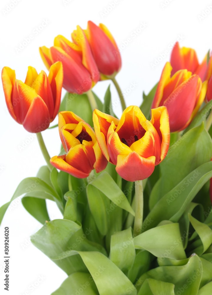 beautiful red tulips closeup on white background beautiful red tulips closeup on white background
