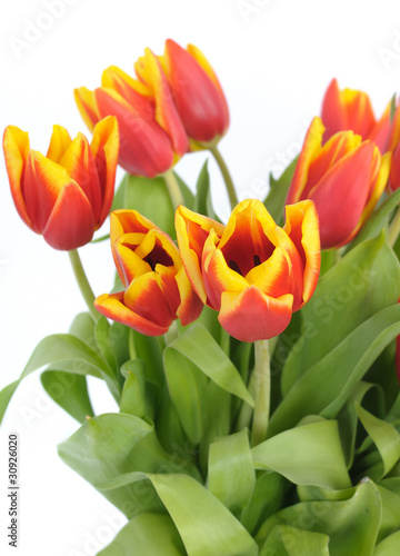 beautiful red tulips closeup on white background
