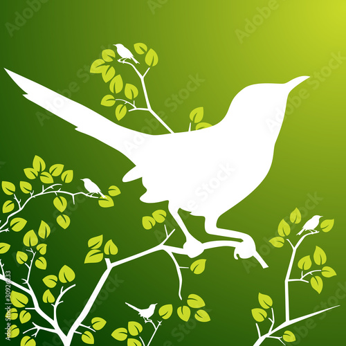 Bird on Branch