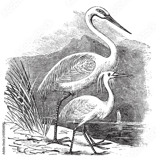 Engraving of a Great Egret (ardea alba) and Little Egret (ardea