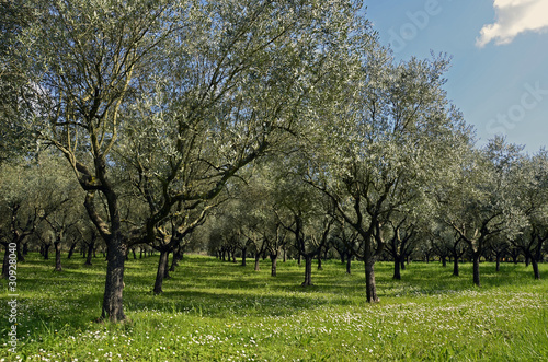 Jeune oliveraie au printemps03