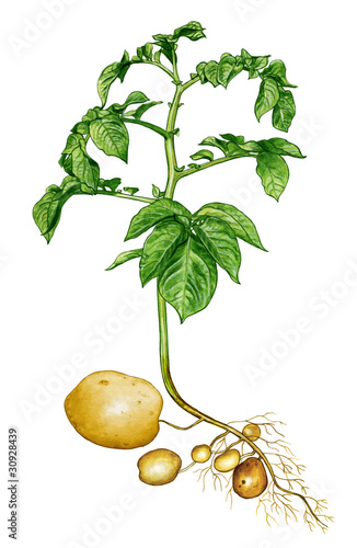 Obraz w ramie Potatoes
