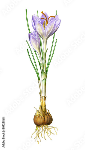 Obraz w ramie crocus