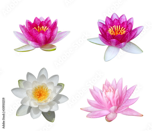 Water Lily Collection © Le Do