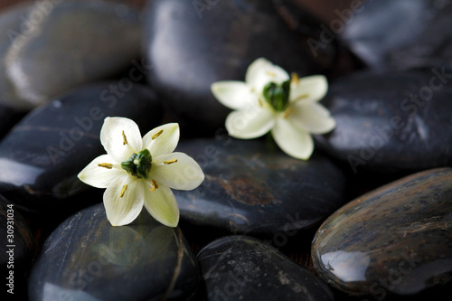 flowers over spa stones