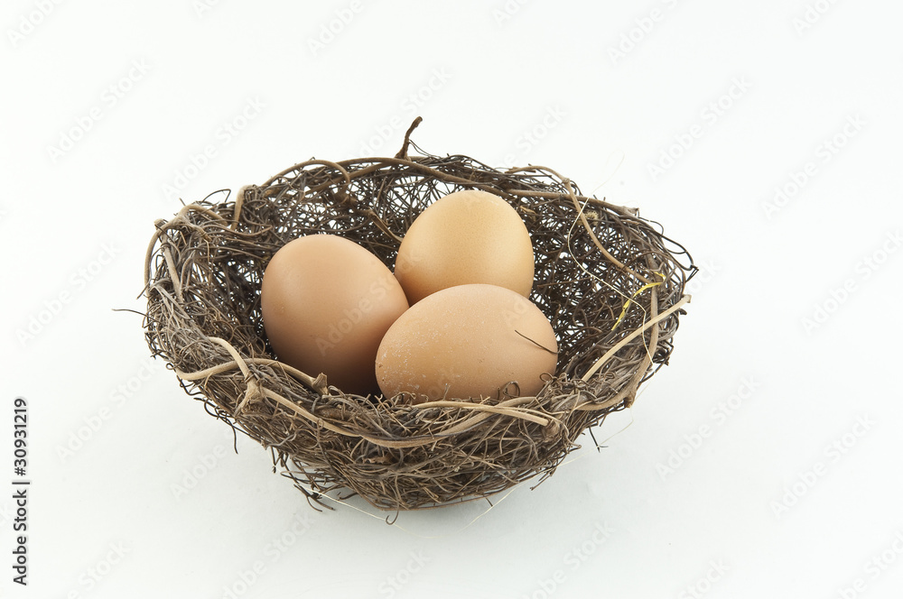 oeuf et nid oeuf et nid
