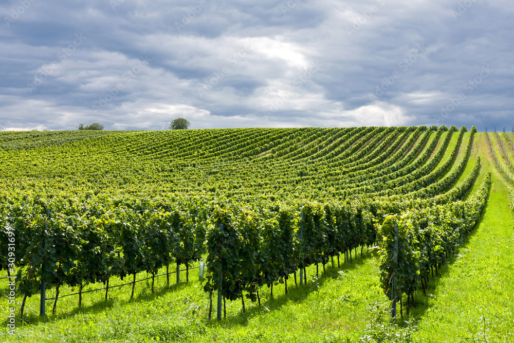 Rows of grapes