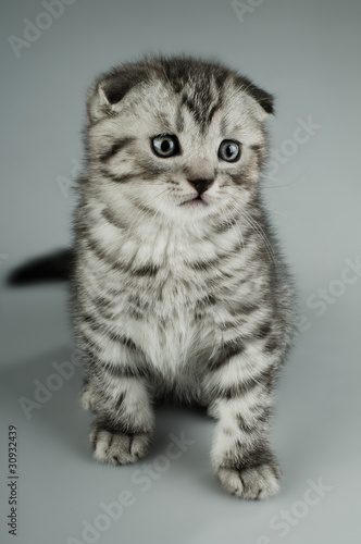 kitten © tankist276