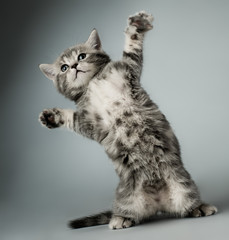 kitten