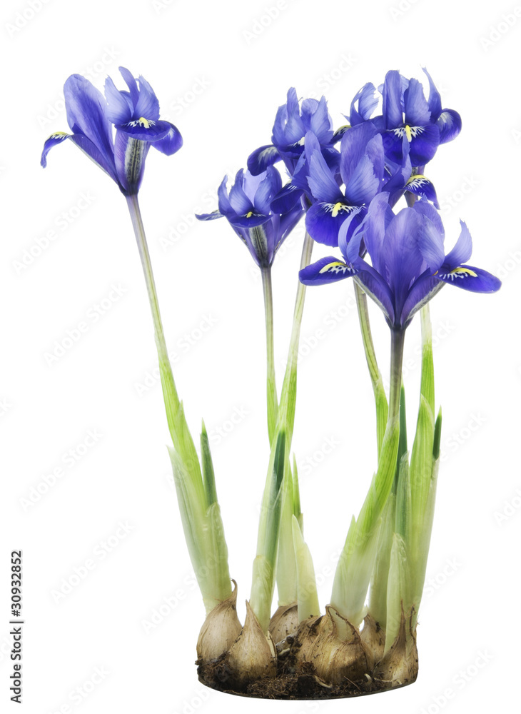 Fototapeta premium Spring blue irises grow from bulbs