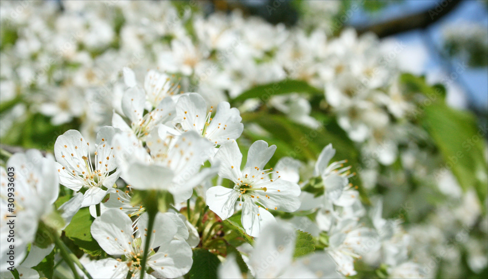 Blooming apple tree Blooming apple tree