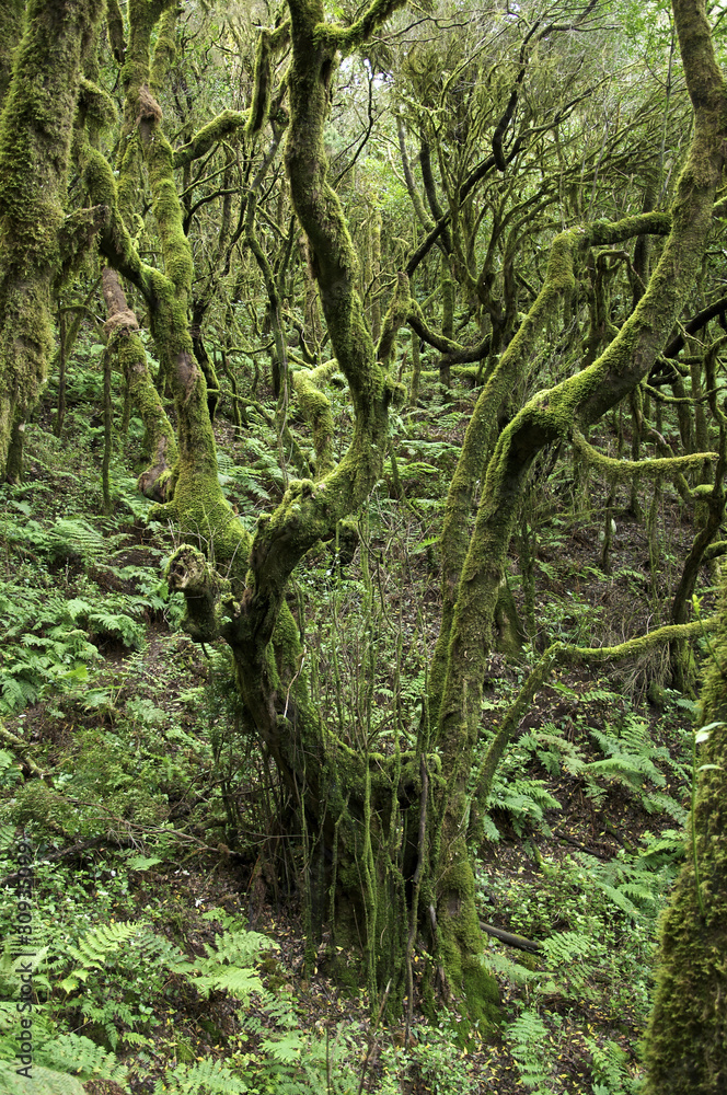 Fototapeta premium Bemooster Baum im Nationalpark Garajonay auf der Insel La Gomera 