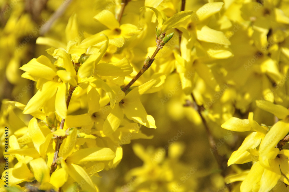 Forsythia Forsythia
