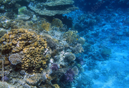 Coral reef in Red Sea - Egypt