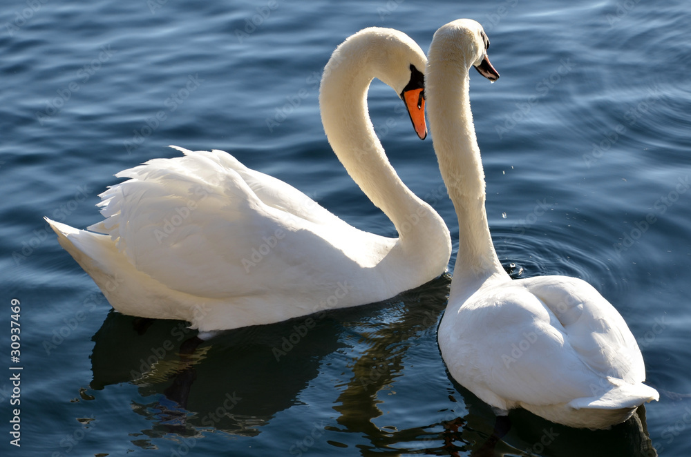 Obraz premium cygnes