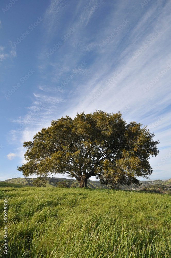 Field with grass, hils, and sky