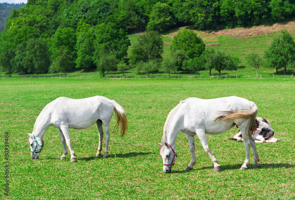 Two white grazing horses on green meadow.