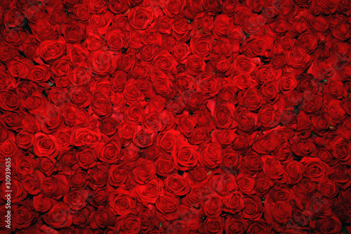 Background with red roses photo