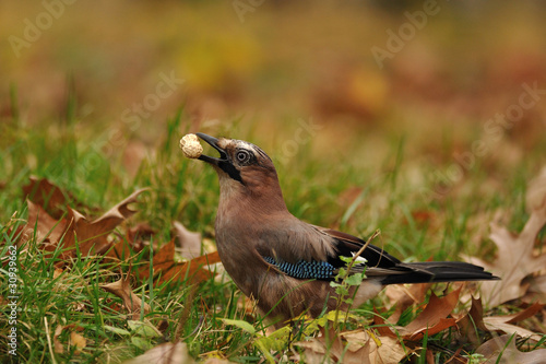Jay with peanut in beak on grass