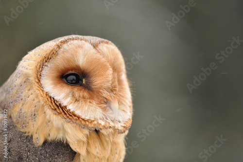 Barn owl face looking right