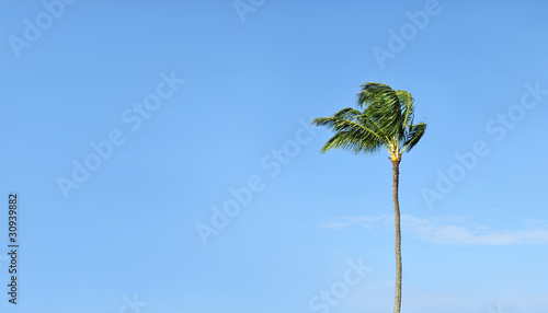 Tropical Palm Tree against a blue sky