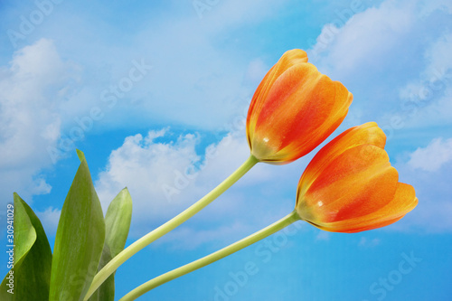 Fototapeta Naklejka Na Ścianę i Meble -  Two orange tulips with blue sky background