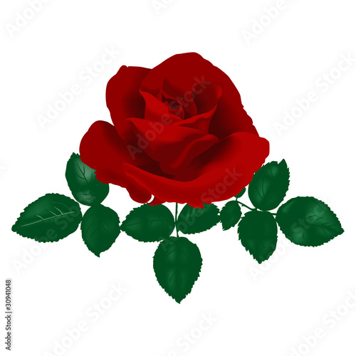 redrose