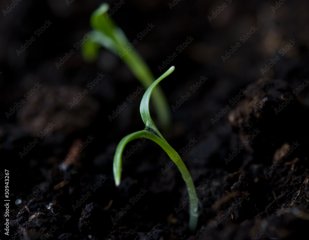 green plant green plant
