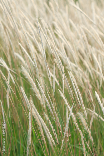Reed in tropical field © Sura Nualpradid
