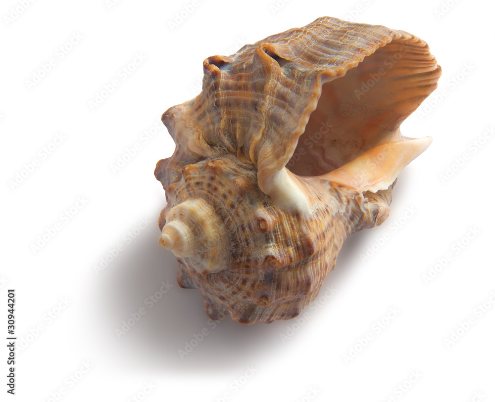 shell shell