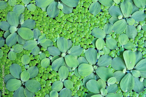Green water plants © anasztazia