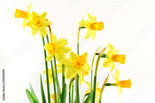 Fototapeta Naklejka Na Ścianę i Meble -  narzisse