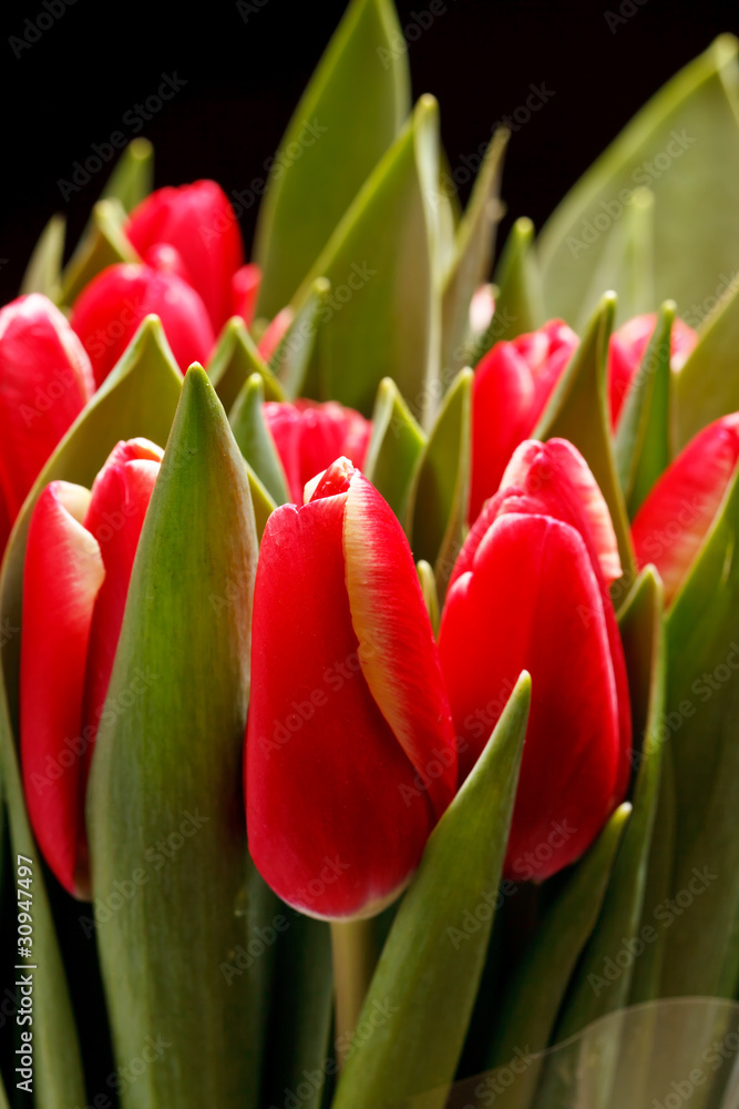 Naklejka premium beautiful tulips