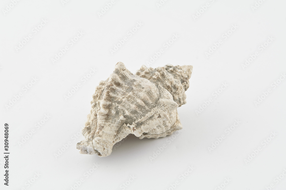 Obraz premium coquillage
