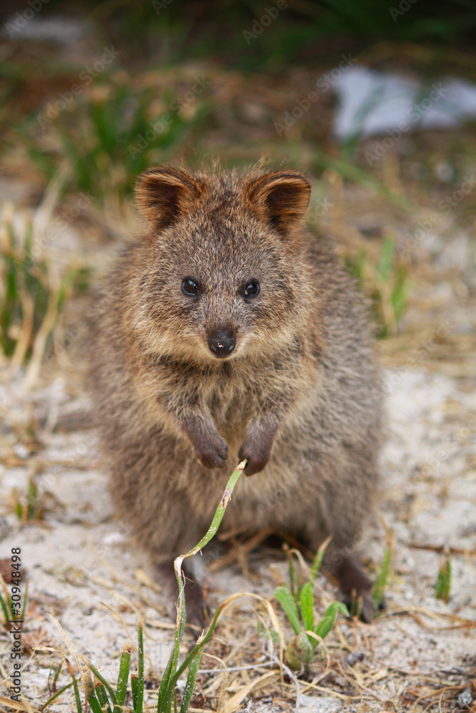 Fototapeta premium Quokka, Australian marsupial