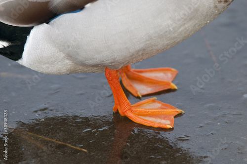 Canard sur la glace de l'étang gelé en hiver photo