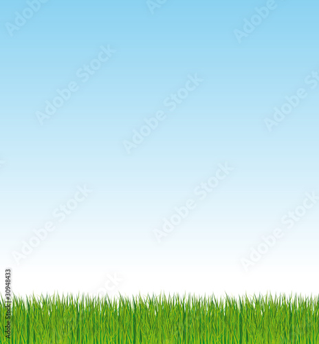 Fresh green grass background with blue sky